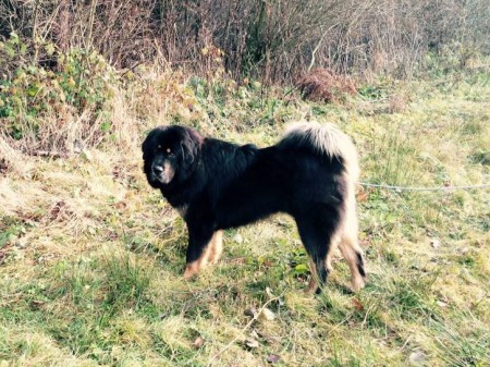 AZAZÍR Henriet´s garden,(DJEGO x RINCHEN)