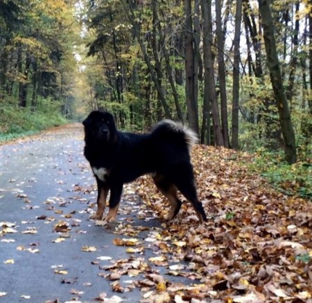 AZAZÍR Henriet´s garden ,(DJEGO x RINCHEN)