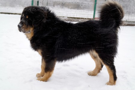 YASMIN Henriet´s garden,(DALOU x RAMILA)