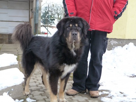 YONTEN  Henriet´s garden ,(DALOU x RAMILA)